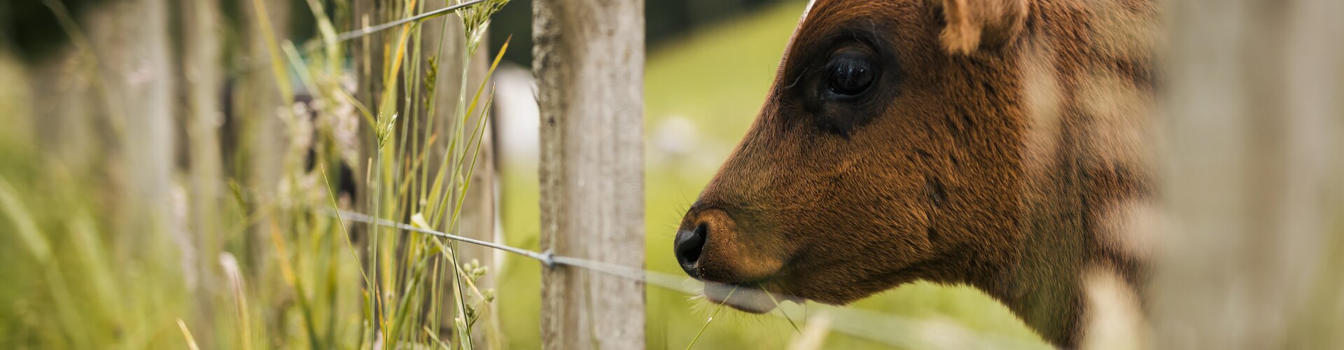 Les clôtures électriques pour repousser les sangliers.. – Coopérative  agricole de Nice